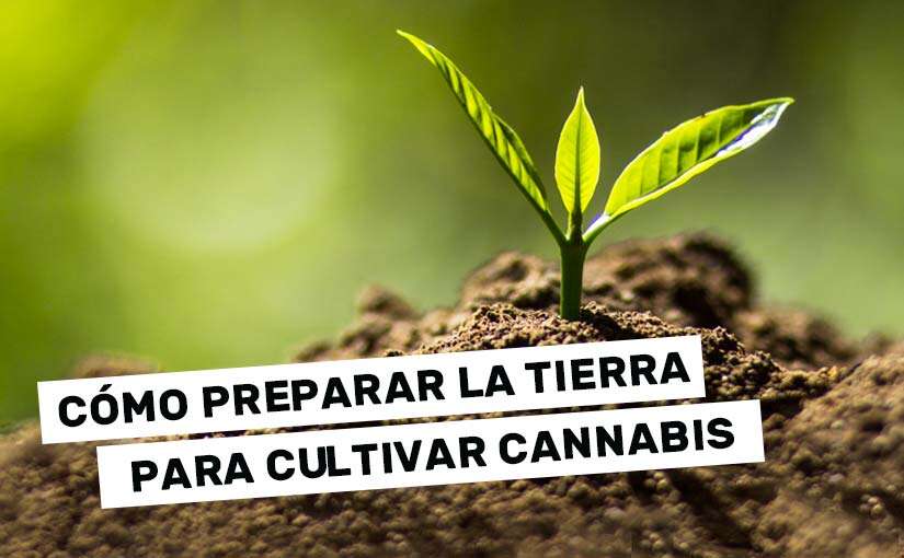 Cómo preparar la tierra para el cultivo de cannabis en exterior