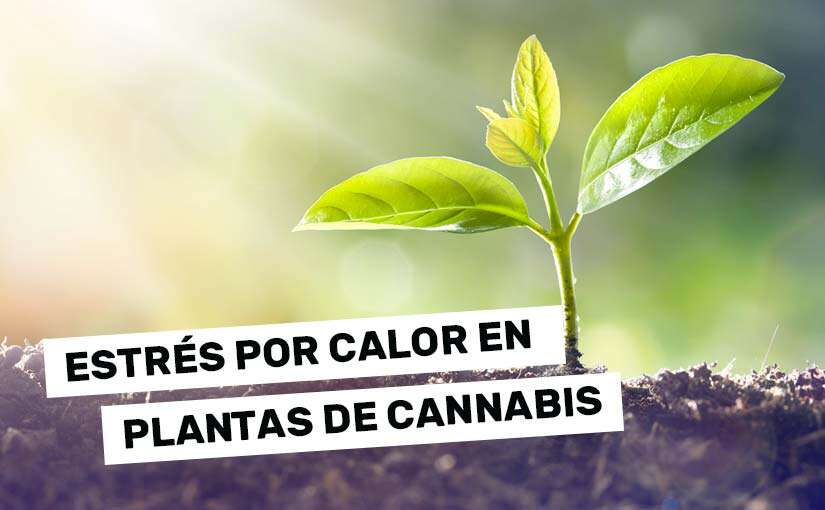 estres-calor-plantas-cannabis