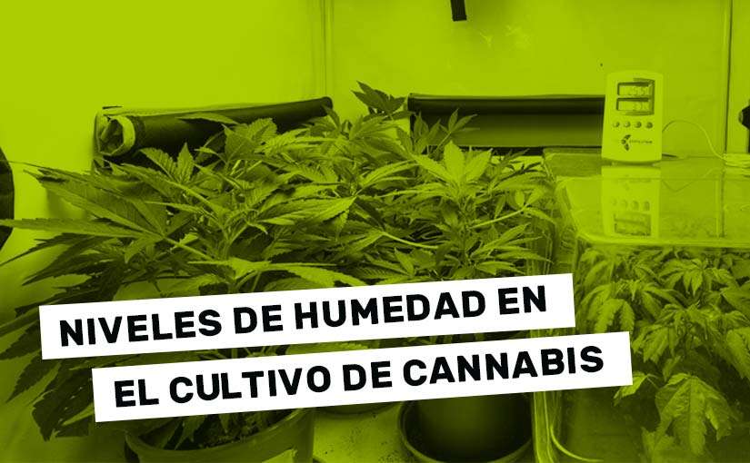 humedad-cultivo-cannabis