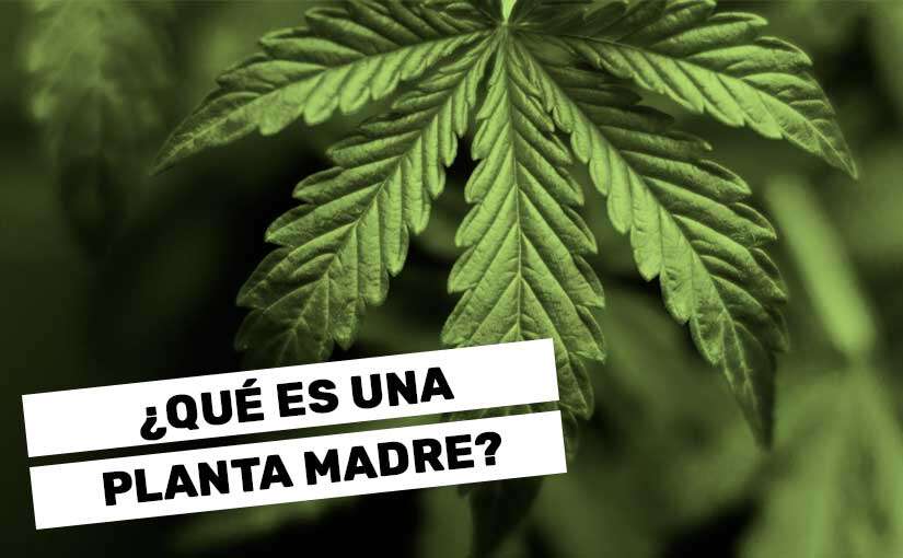 La importancia de las plantas madre en el cultivo de marihuana