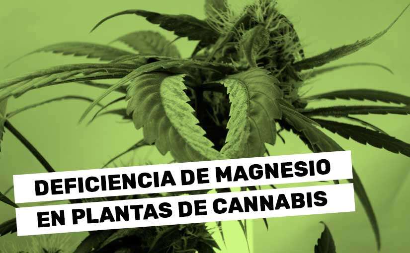 Deficiencia de magnesio en plantas de marihuana: Identificación y prevención
