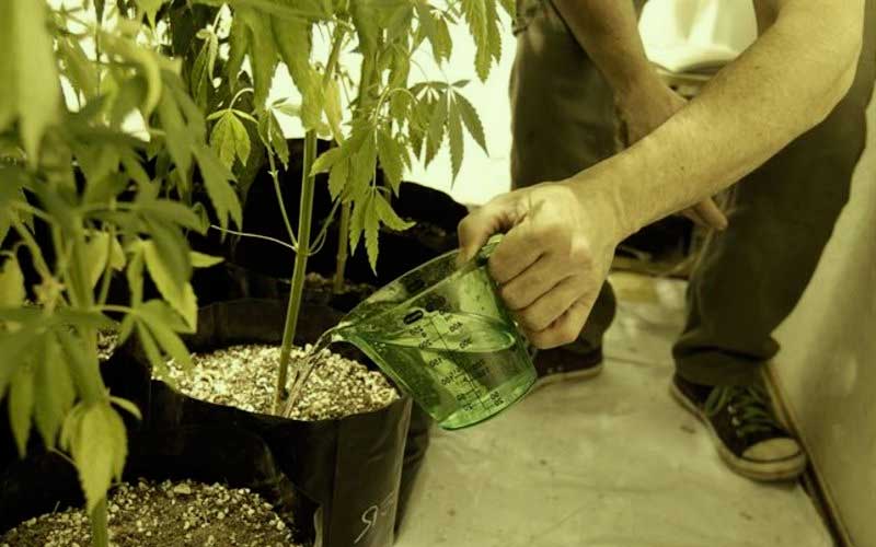 orina-plantas-cannabis