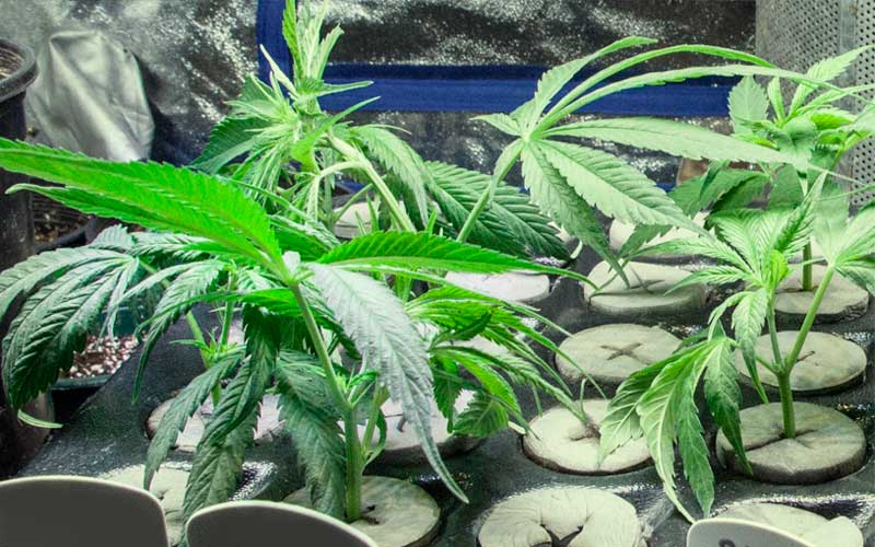 planta-madre-cultivo-marihuana