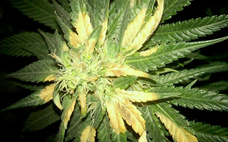 quemadura-exceso-luz-plantas-cannabis
