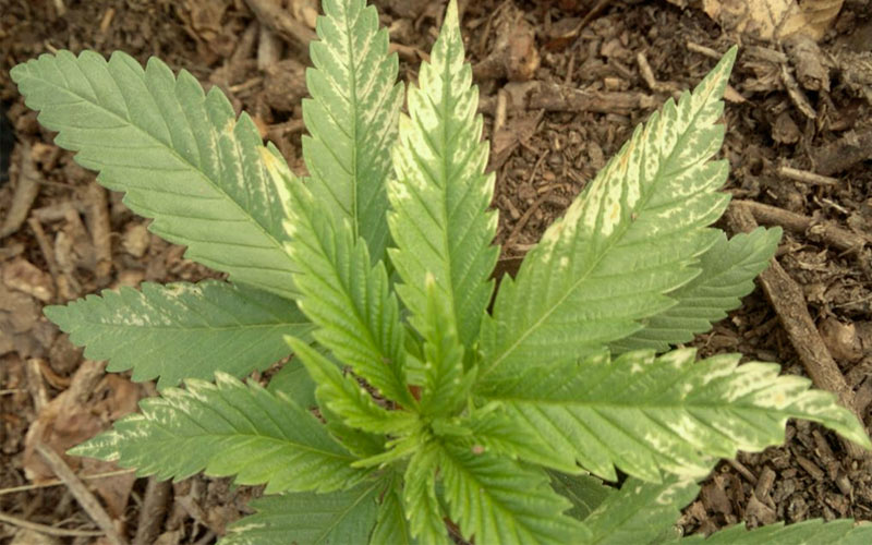 wind-burn-cannabis-plants