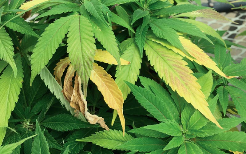 quemaduras-exceso-riego-plantas-cannabis