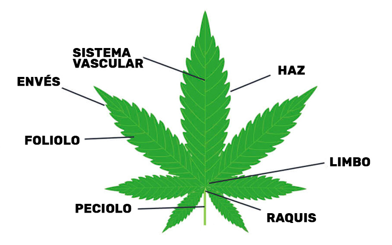 parts-leaf-marijuana