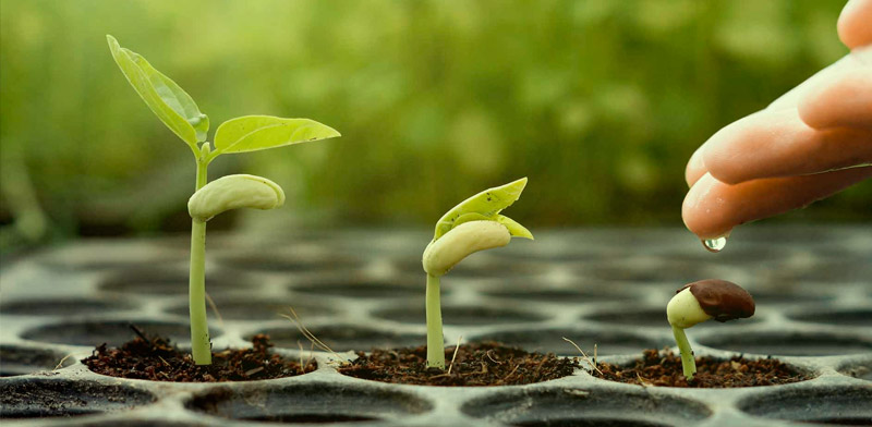 agua-semillas-feminizadas-cannabis