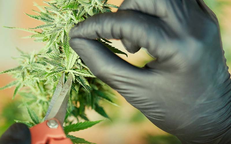 Cuánto tarda en crecer una planta de marihuana? Guía fácil✓