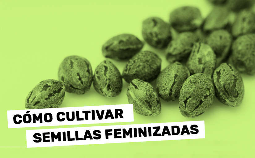 El cultivo de semillas feminizadas