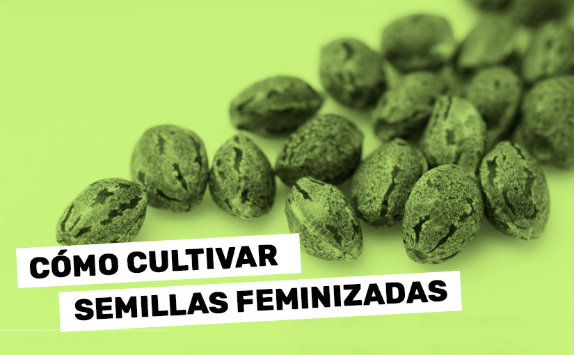 Cultivar semillas de marihuana feminizadas en exterior- La Huerta Blog