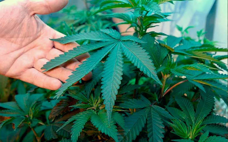 Cuánto tiempo tarda en crecer una planta de cannabis