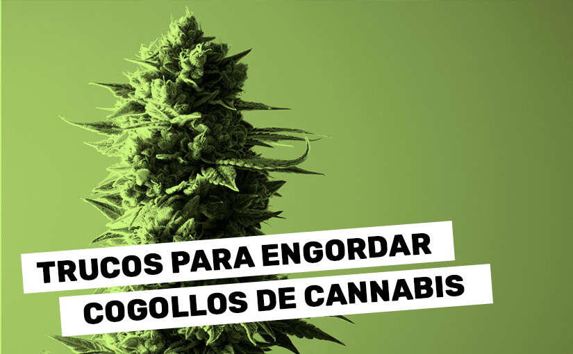 Engordar cogollos de cannabis | Toda la información