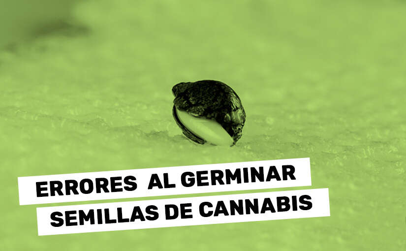 Los errores más comunes al germinar semillas de cannabis  