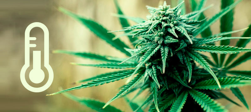 errores-comunes-fase-crecimiento-temperatura-cannabis