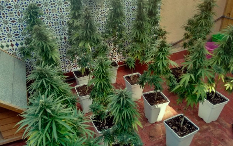 espacio-plantas-cannabis