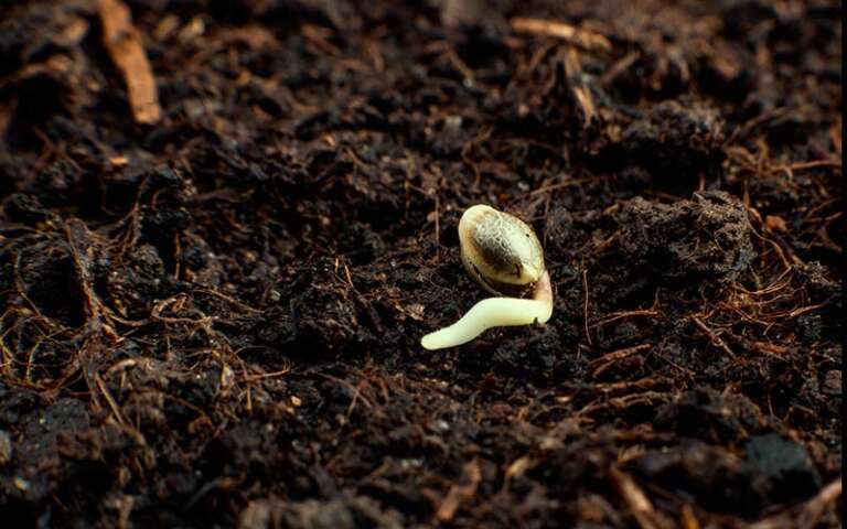 Errors when germinating cannabis seeds. Find out! - Online Weed Deals ...