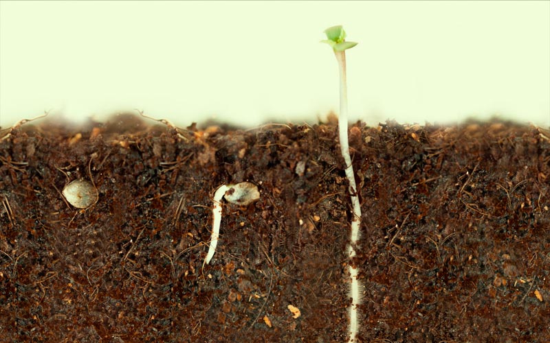 germinate-cannabis-seeds