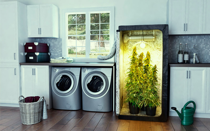 cultivar-cannabis-interior