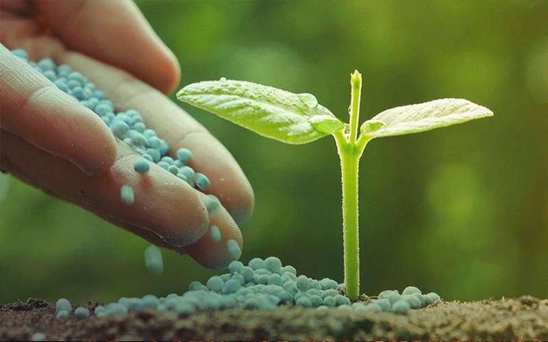 fertilizers-cannabis