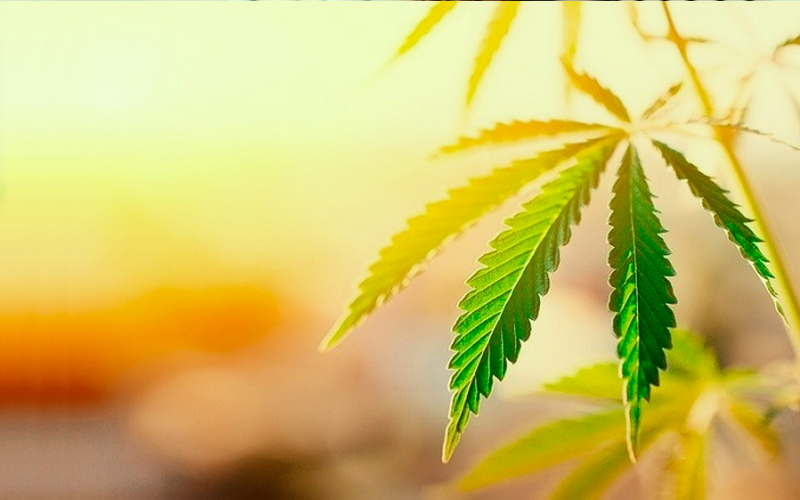 mejor-clima-cultivo-cannabis