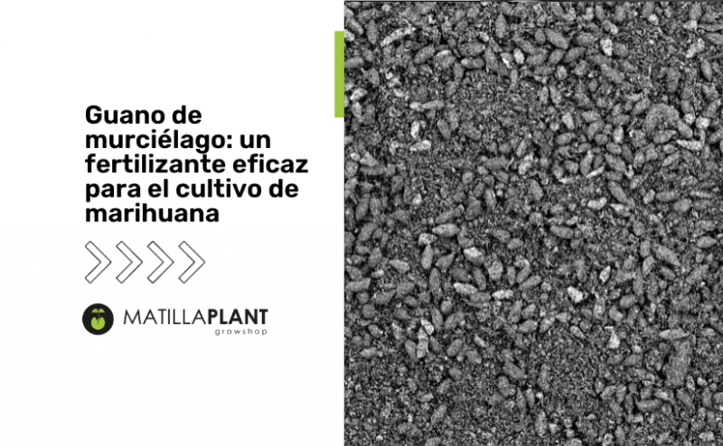 Guano de murciélago: un fertilizante eficaz para el cultivo de marihuana