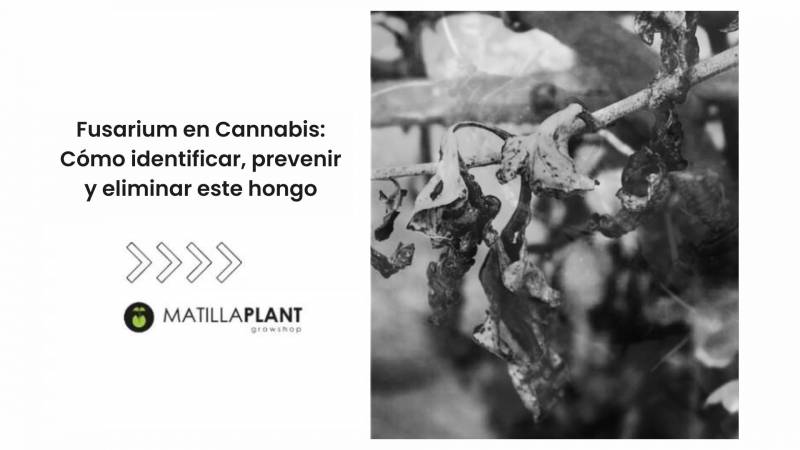 Fusarium en Cannabis: Cómo identificar, prevenir y eliminar este hongo