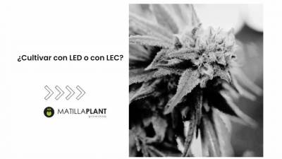 ¿Cultivar con LED o con LEC?