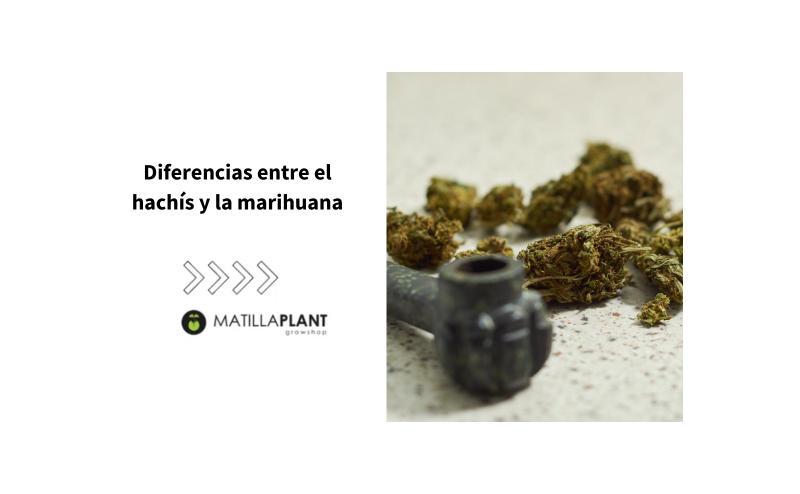 Diferencias entre el hachís y la marihuana