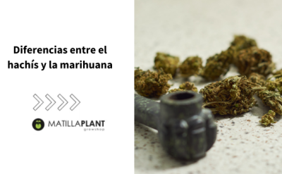 Diferencias entre el hachís y la marihuana