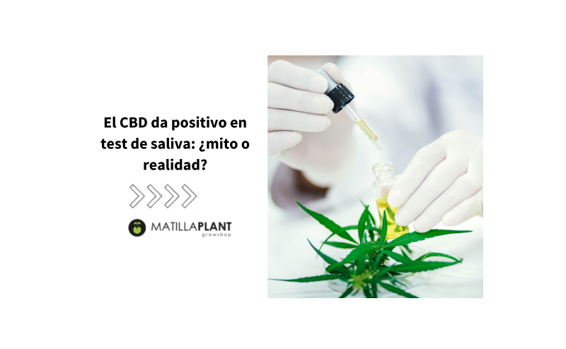 El cbd da positivo en test de saliva: ¿mito o realidad?