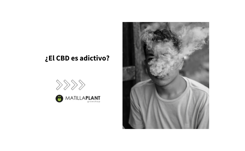 ¿El CBD es adictivo?