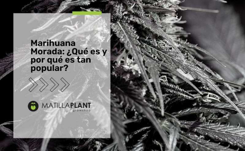 Marihuana Morada: ¿Qué es y por qué es tan popular? 